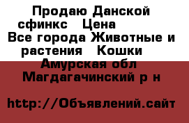  Продаю Данской сфинкс › Цена ­ 2 000 - Все города Животные и растения » Кошки   . Амурская обл.,Магдагачинский р-н